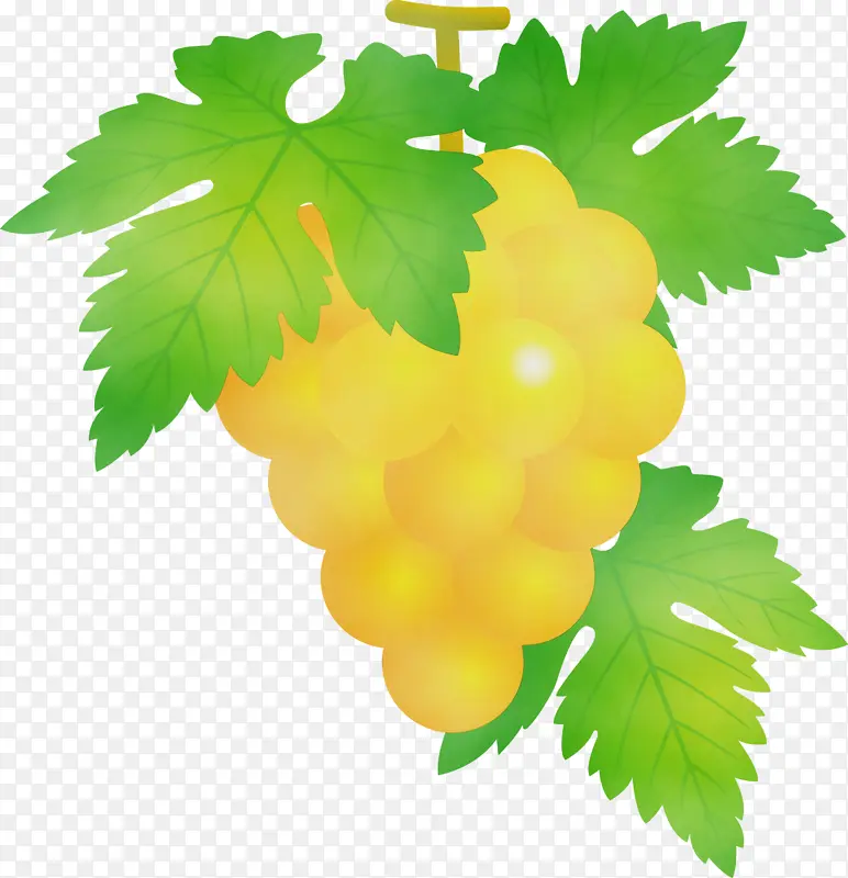 葡萄 水果 水彩画
