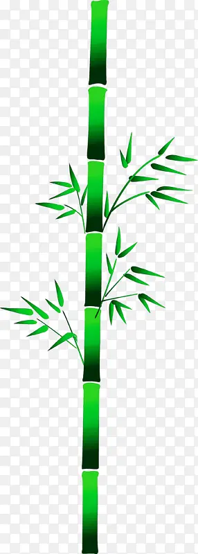 竹子 叶子 植物茎