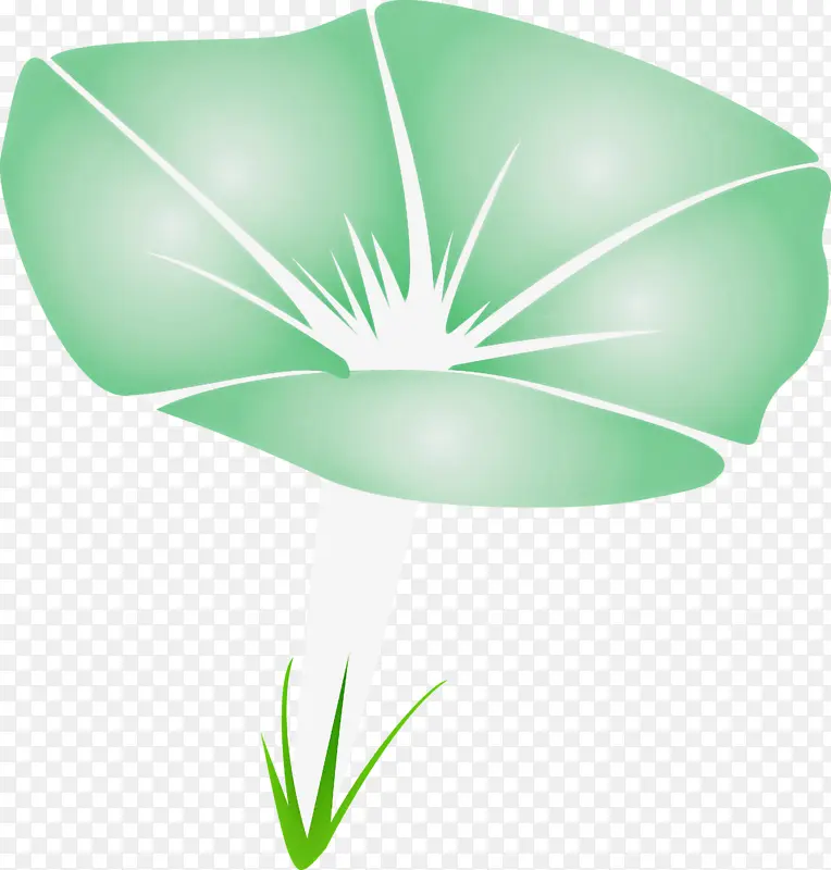 牵牛花 绿色 叶子
