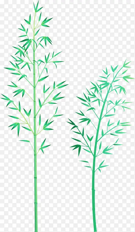 竹子 叶子 水彩