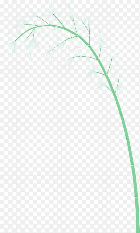 竹子 叶子 绿色