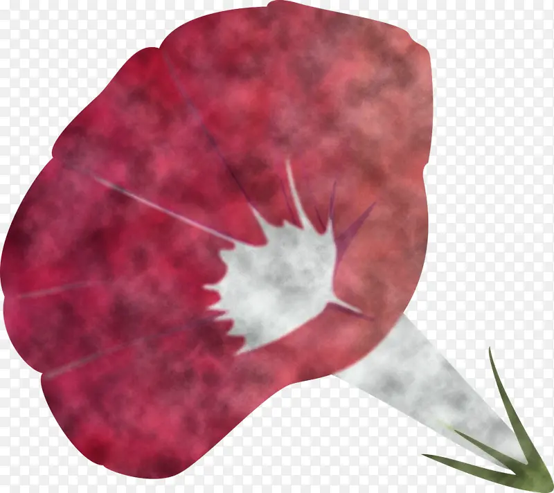 牵牛花 叶 红色