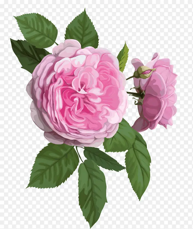 花朵 粉色 花园玫瑰