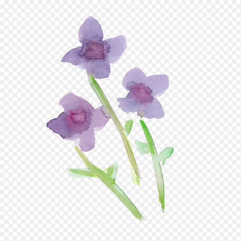 水彩花 花 紫罗兰