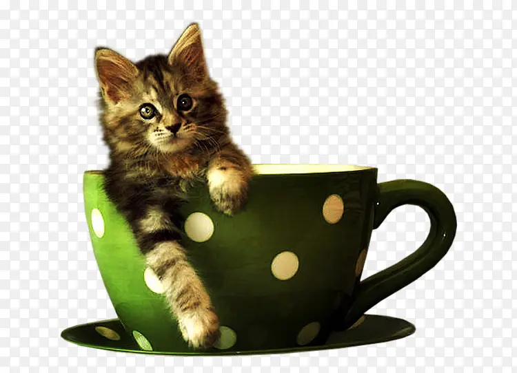 猫 小到中等大小的猫 杯子
