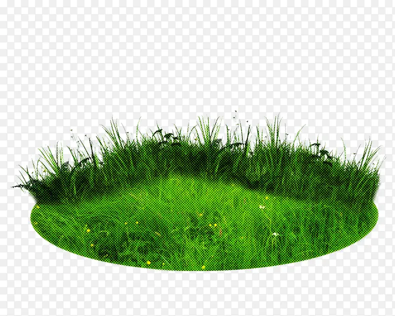 草 绿色 草坪
