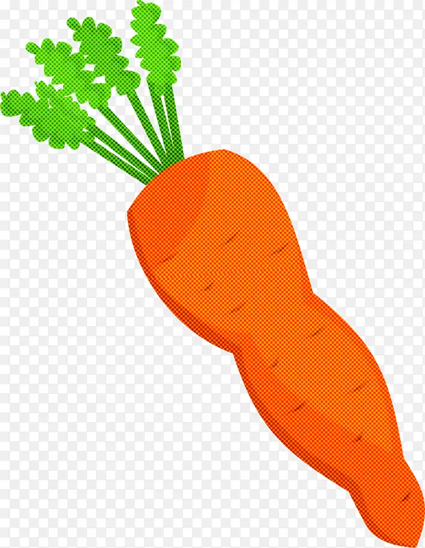 胡萝卜 根类蔬菜 萝卜