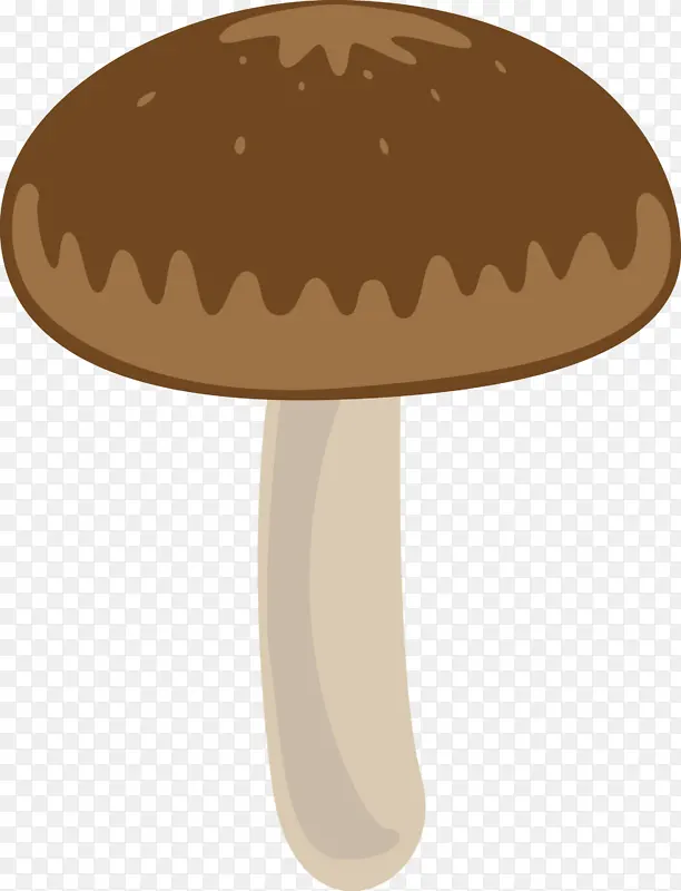 蘑菇 香菇 蘑菇科