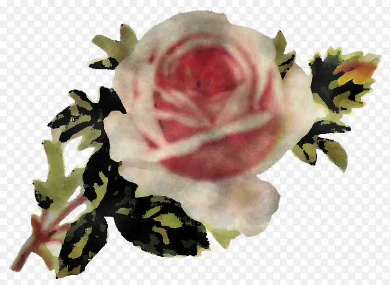 花园玫瑰 白色 花朵