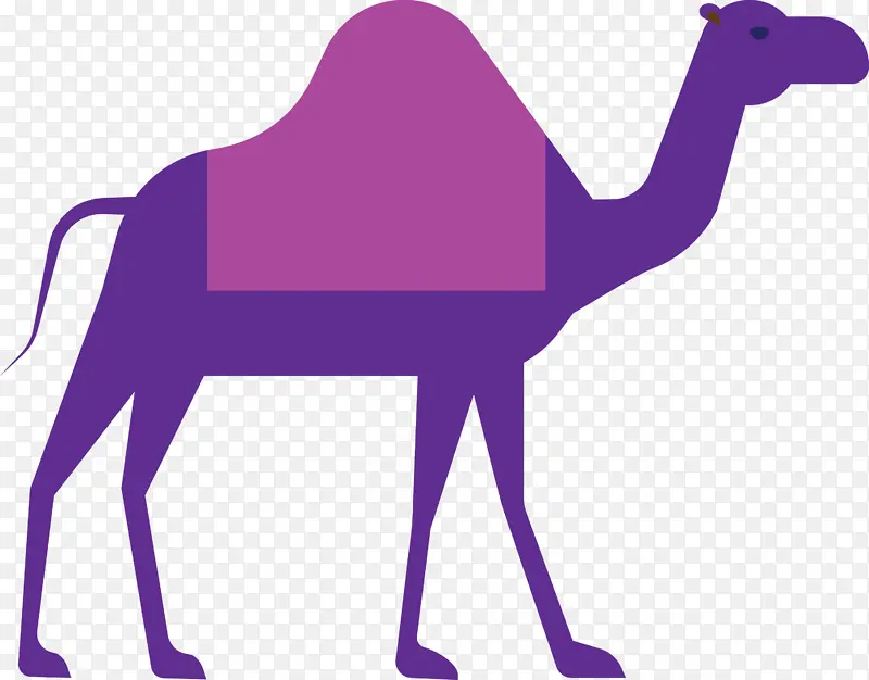 骆驼 斋月 阿拉伯文化