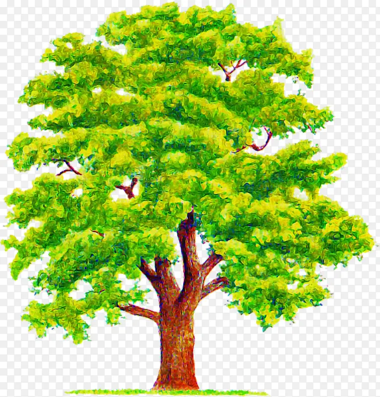 树木 植物 绿色
