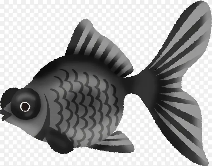 鱼 鲳科 动物形象