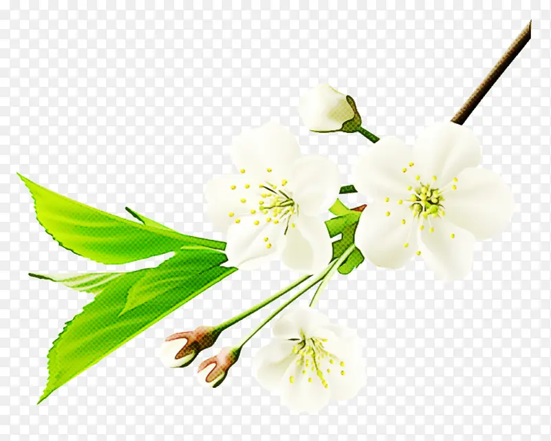 樱花枝条PNG图片素材下载_图片编号7048448-PNG素材网