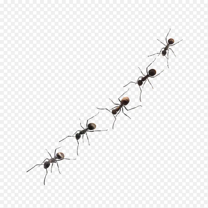 昆虫 木匠蚂蚁 蚂蚁