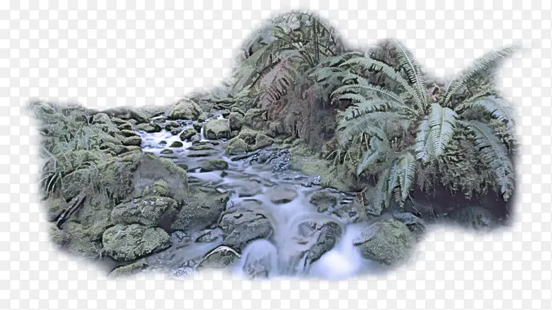树 岩石 植物