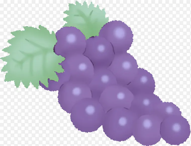 葡萄 无籽水果 葡萄籽提取物
