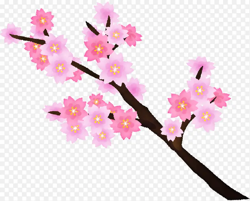 樱花 植物茎 花卉设计