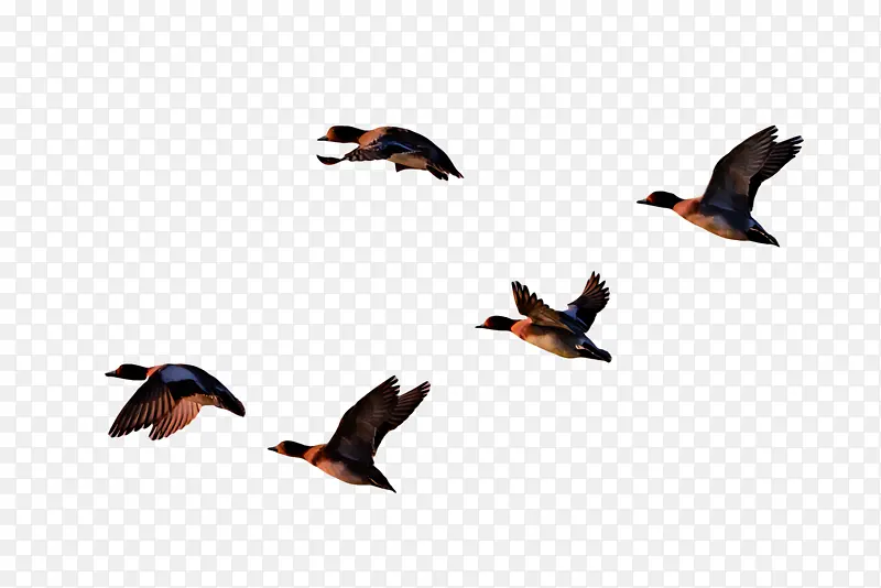鸟类 鸭子 鸟类迁徙