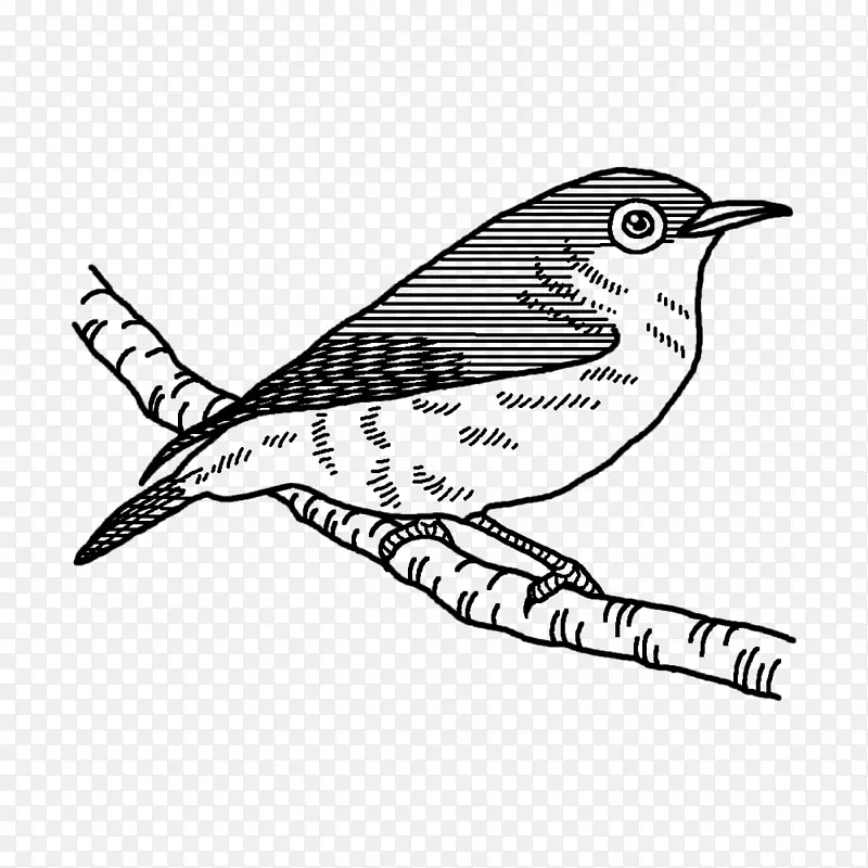 鹪鹩 布谷鸟 喙