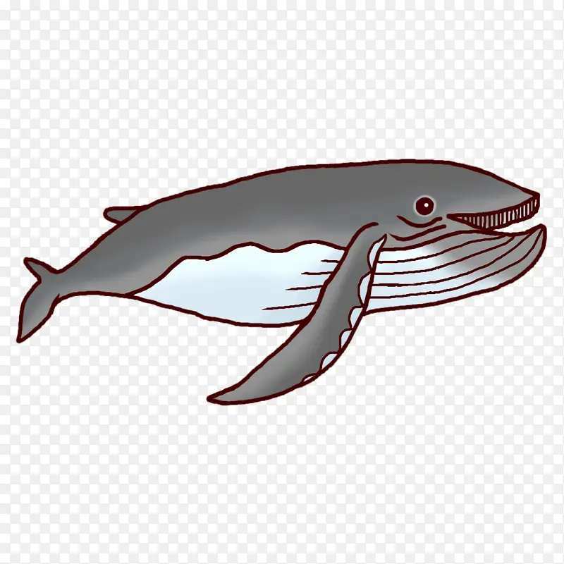 海豚 鱼类 生物学