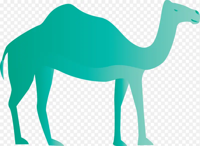 阿拉伯文化 单峰骆驼 马