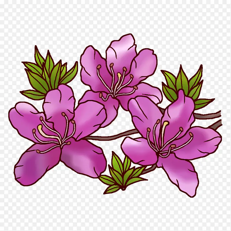 印加百合 花卉设计 天竺葵