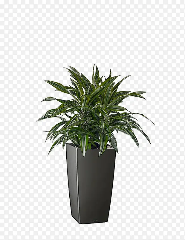 室内植物 花盆 灌木