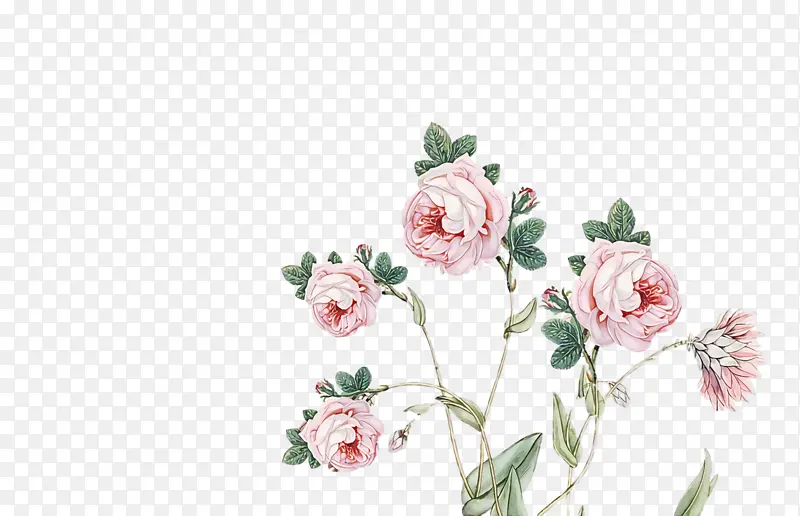 花园玫瑰 花卉设计 切花