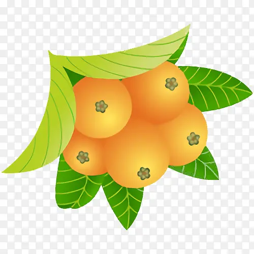 橙子 酸橙 水果