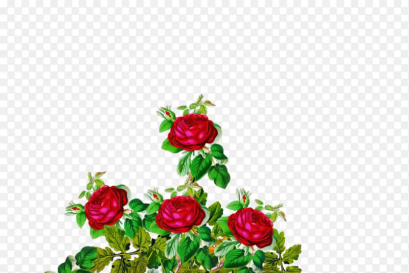 花园玫瑰 花卉设计 花朵
