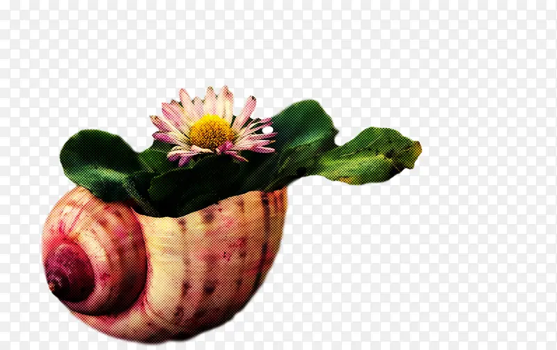 花盆 花 切花
