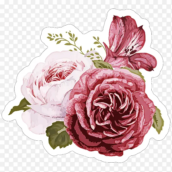 花园玫瑰 花卉设计 卷心菜玫瑰