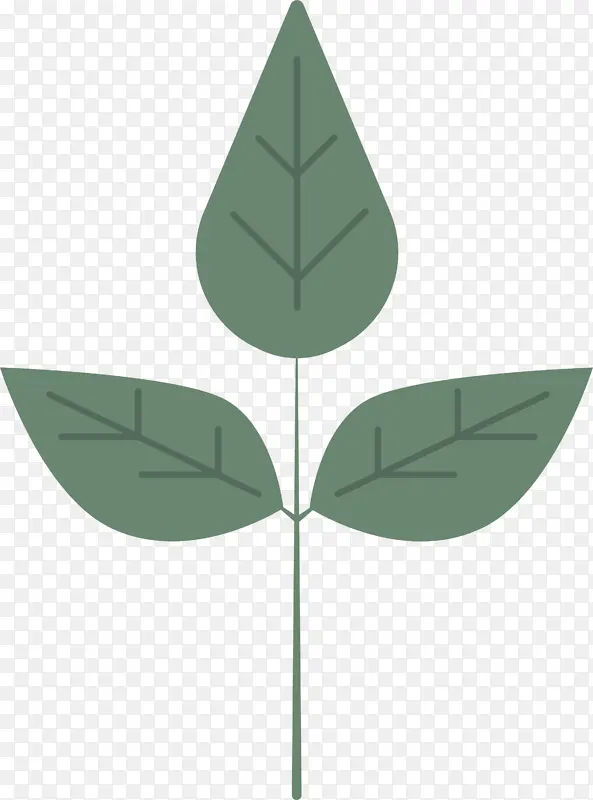 叶 植物茎 绿色