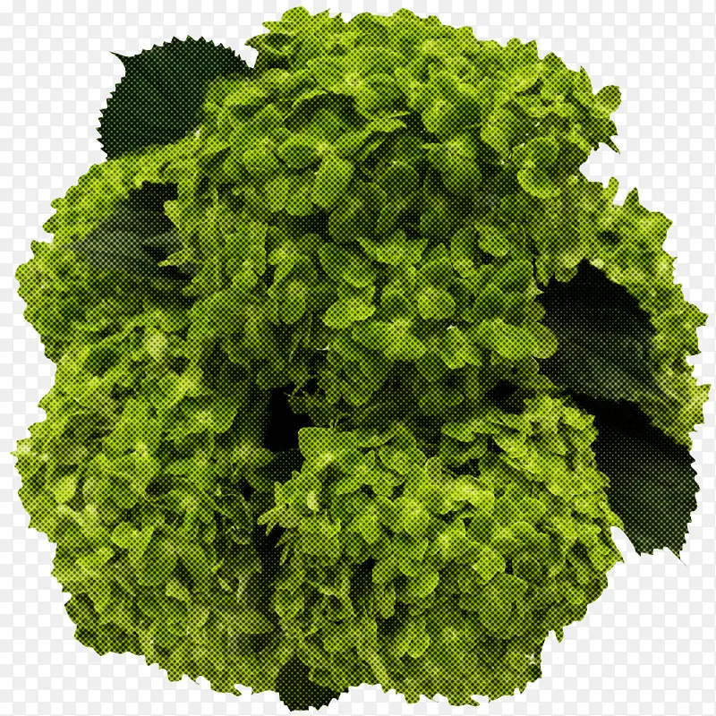 蔬菜 水果 西瓜