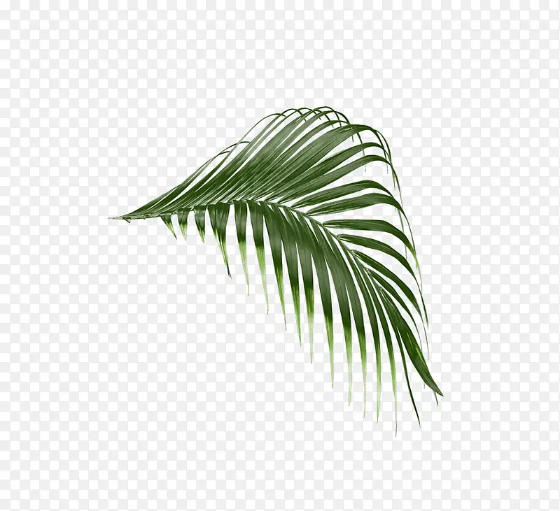 植物茎 叶 椰子