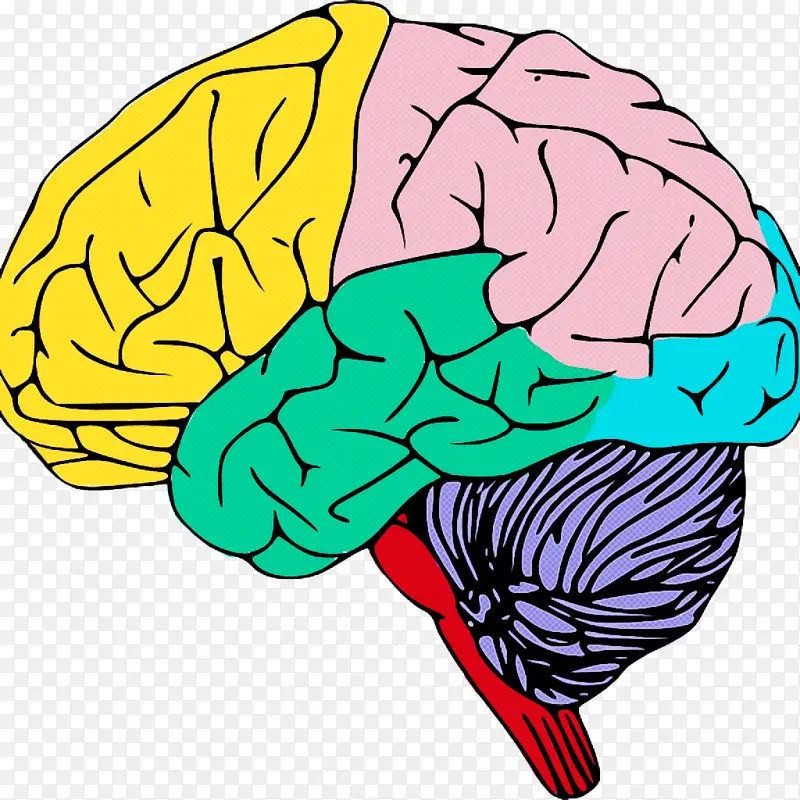 人类大脑 线条艺术 大脑