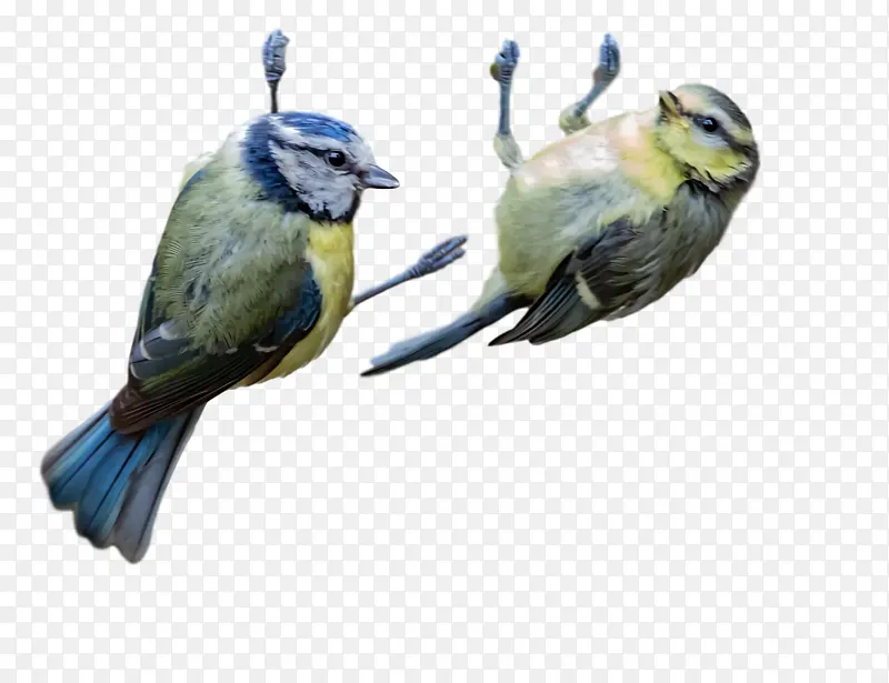 雀类 长尾鹦鹉 喙