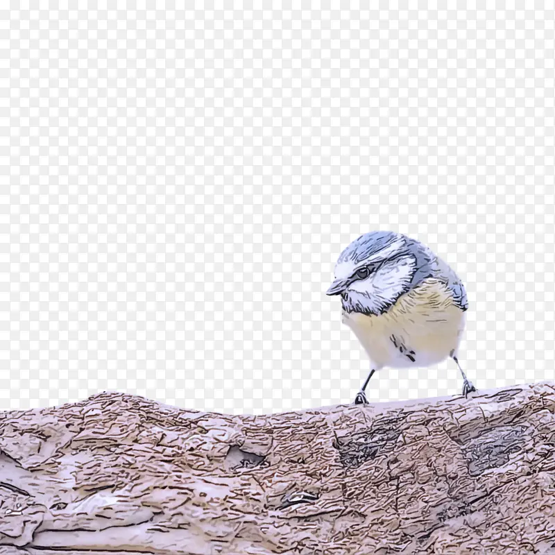 蓝松鸦 山雀 喙