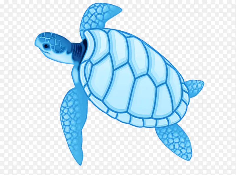 红海龟 海龟 海