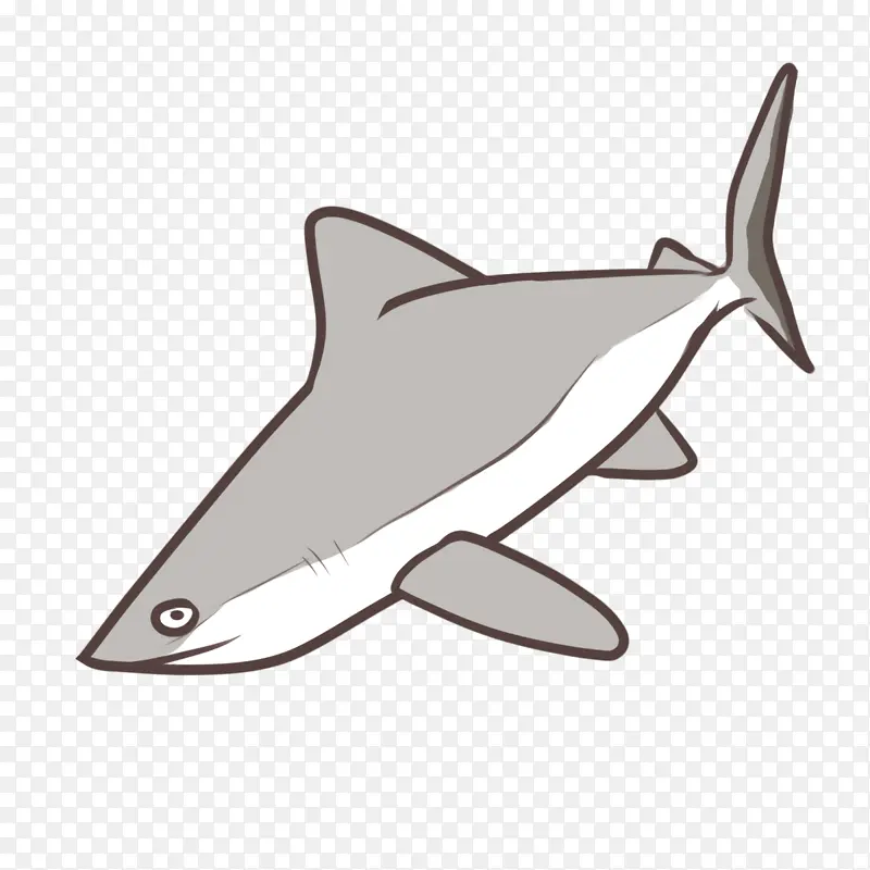 海豚 安魂鲨 鲸类