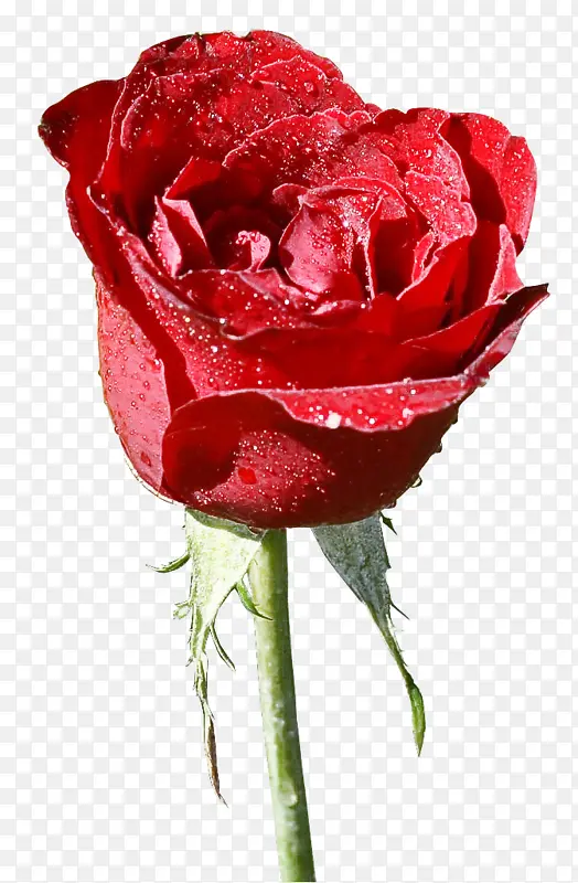 采购产品花园玫瑰 卷心菜玫瑰 中国玫瑰