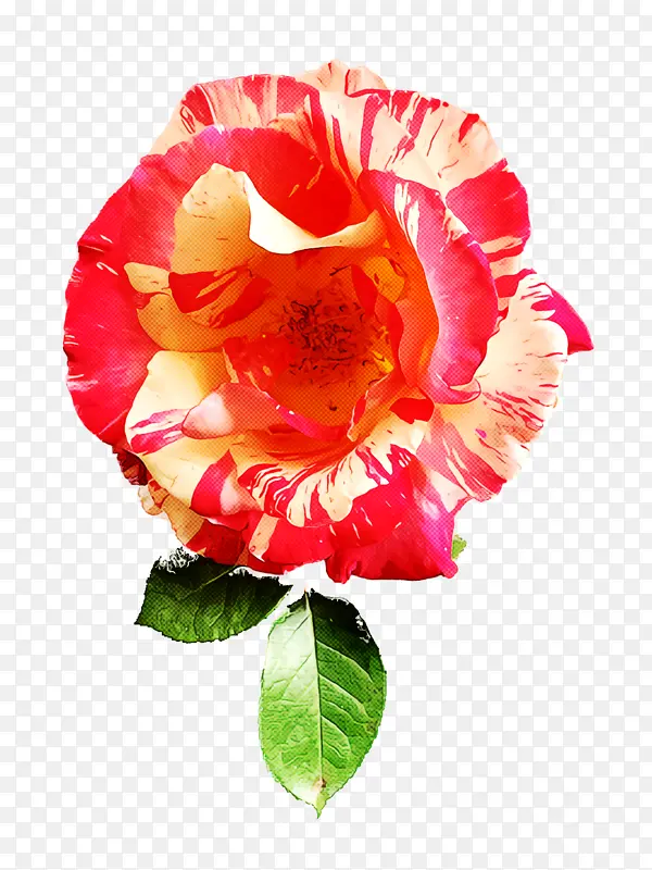 采购产品花园玫瑰 卷心菜玫瑰 多花的