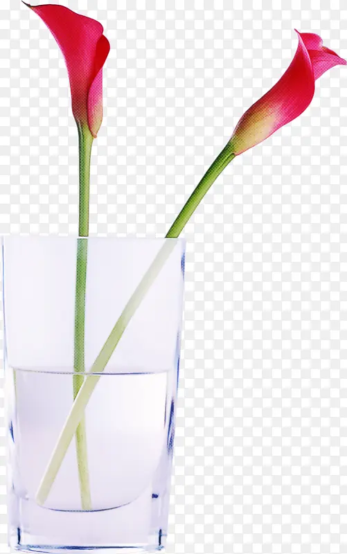 植物茎 花瓣 花瓶