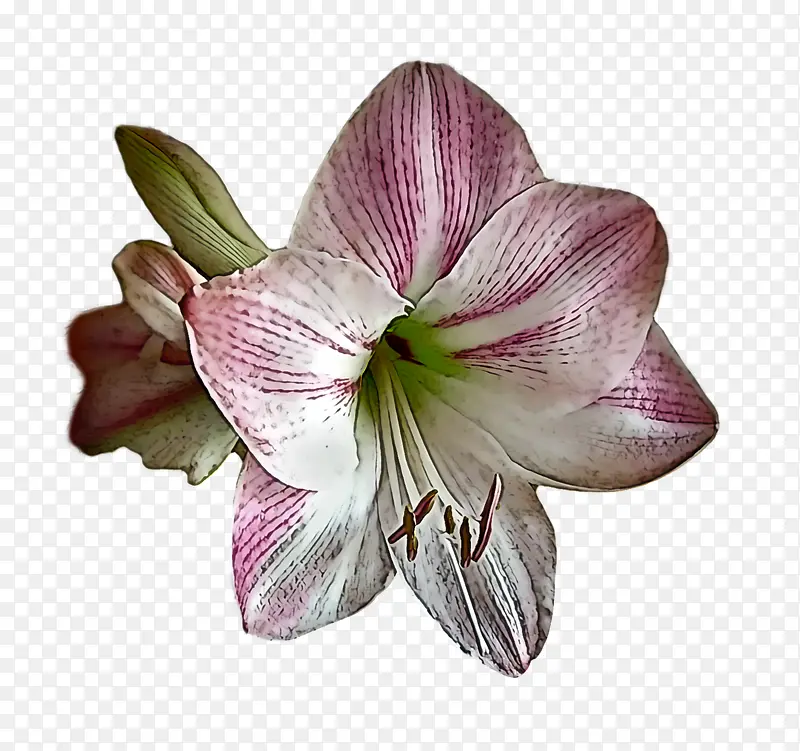 泽西百合 百合 花