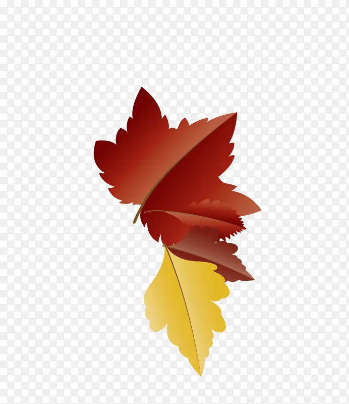 秋天的叶子 卡通的叶子 枫叶