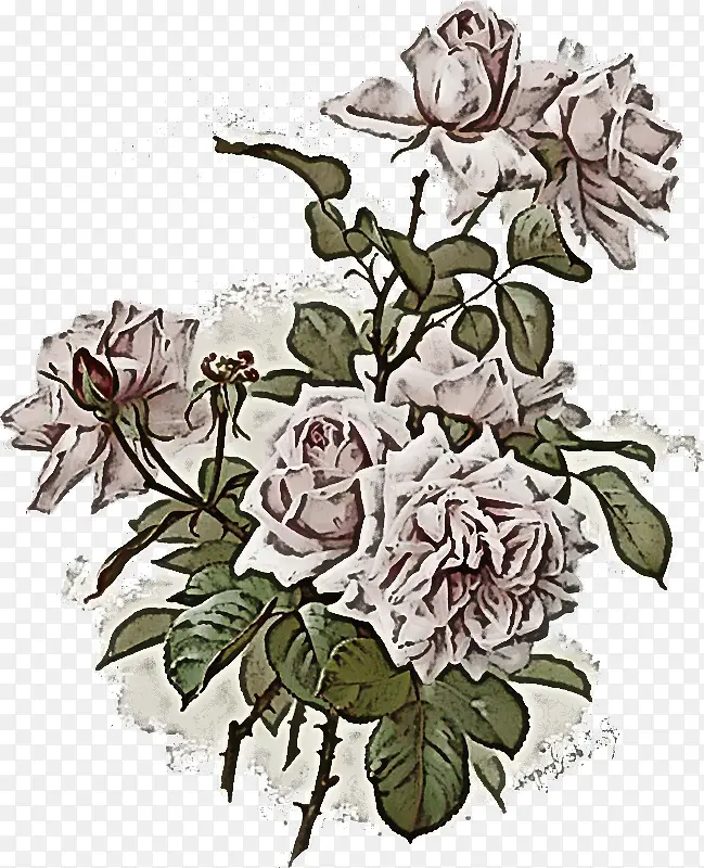 卷心菜玫瑰 花园玫瑰 花卉设计