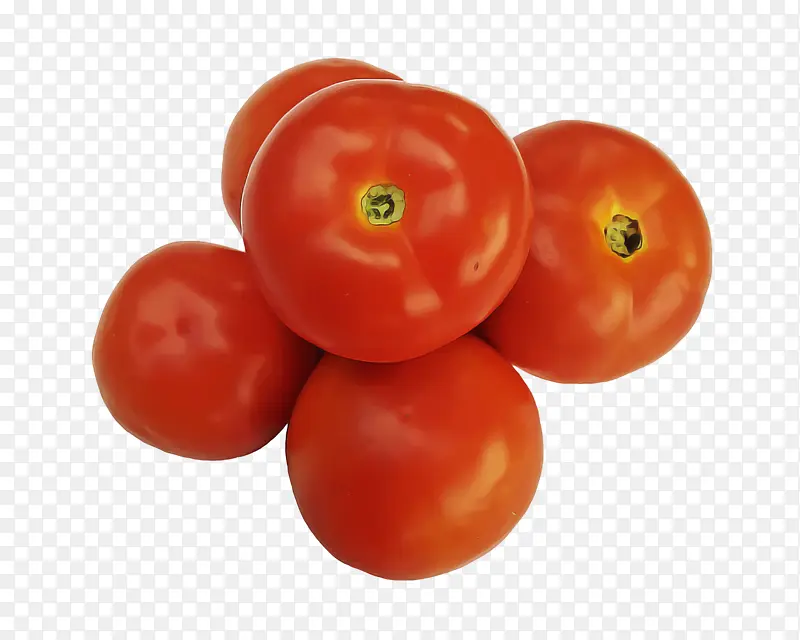 植物 番茄 绘画
