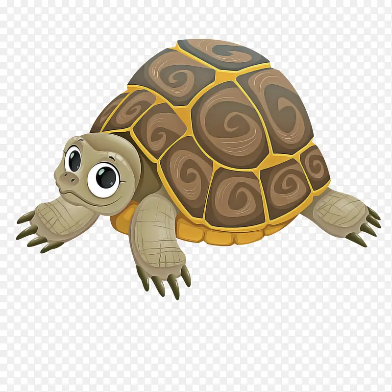 箱龟 爬行动物 海龟