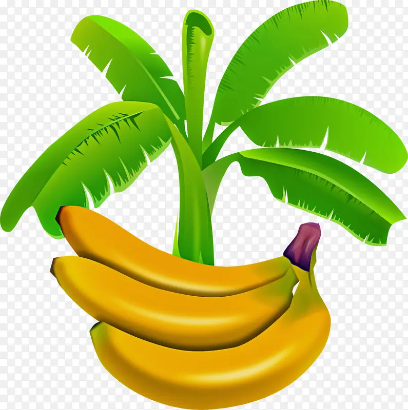 香蕉面包 香蕉叶 香蕉