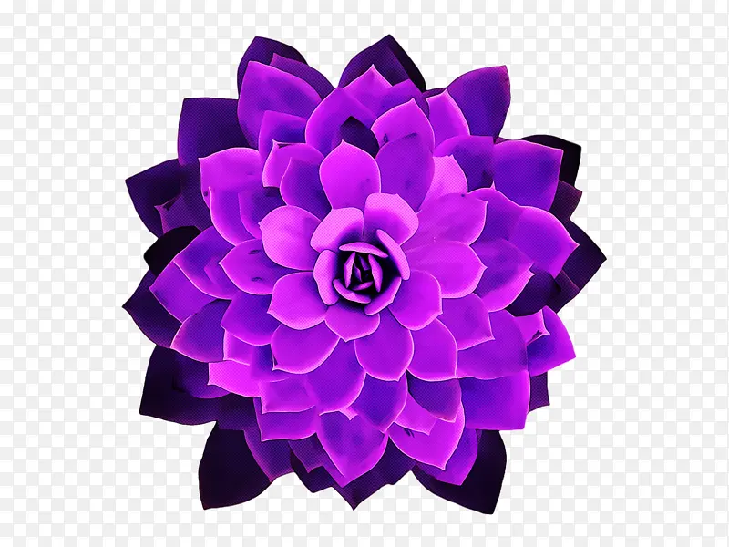 切花 紫色 花瓣